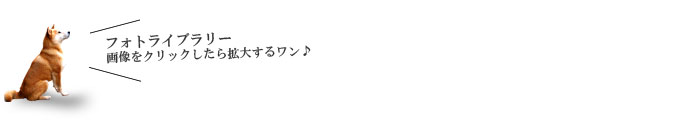 フォトギャラリー